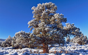 winter, nature, tree, sky