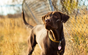 animals, dog, fence