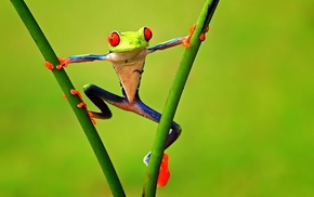 frog, animals, twigs