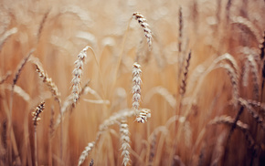 wheat, macro