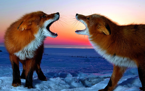 couple, animals, red hair, snow, fox