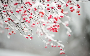 snow, twigs, winter, nature