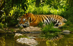 tiger, nature, animals, pond