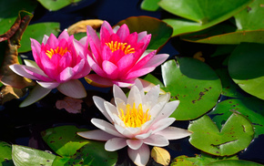 leaves, flowers