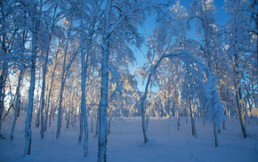 trees, winter, snow