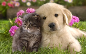 animals