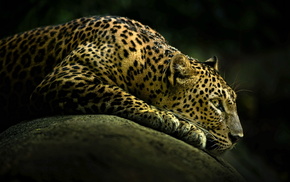 background, leopard, animals