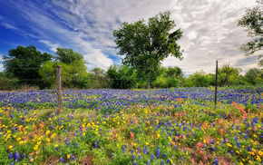 field, nature, flowers