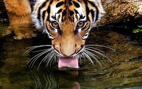 tiger, eyes, animals, mustache, water