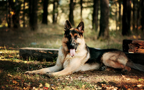 dog, animals, leaves, forest