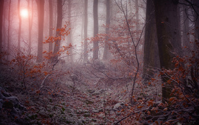 twigs, winter, nature, mist