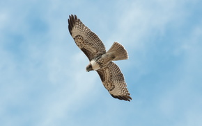 bird, sky, animals