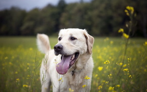 summer, animals, dog