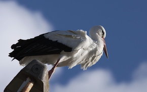 animals, bird, sky