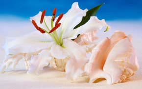 sea, flowers, stunner