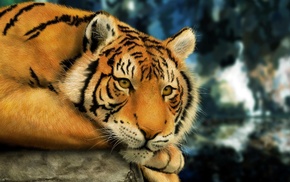 animals, tiger