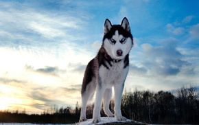 sky, dog, winter, animals