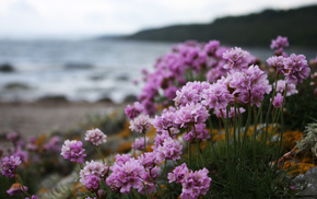 macro, sea, flowers