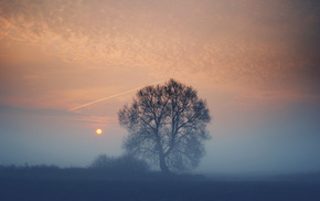 tree, mist, sunset, nature, field