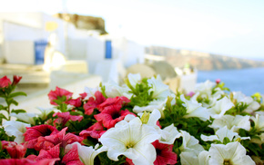 sea, Greece, Sun, flowers, summer
