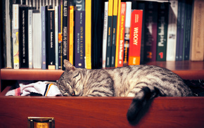 sleeping, animals, books