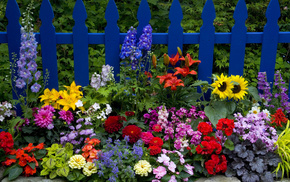 fence, flowers