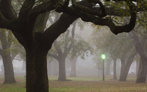 trees, nature, city, mist