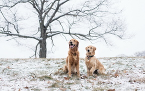 animals, field, snow