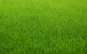 greenery, grass, color, texture