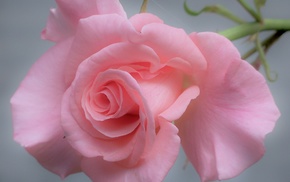 flowers, tenderness, rose, macro, petals