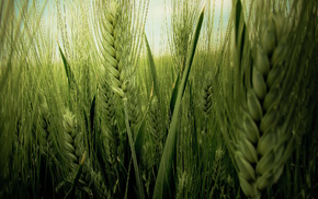 wheat, nature