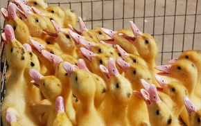 animals