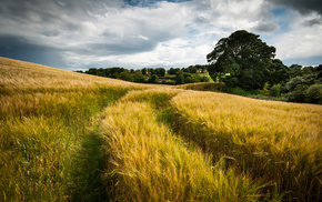clouds, summer, field, wheat, nature