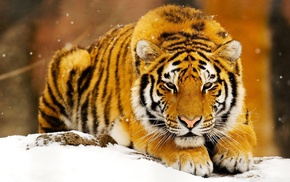 predator, muzzle, animals, tiger, snow