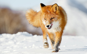 fox, red hair, winter, snow, animals