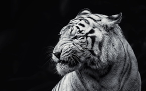 background, animals, tiger