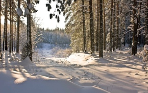 winter, nature, snow, forest