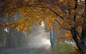 foliage, cold, autumn, mist