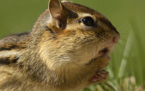grass, animals