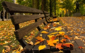 autumn, leaves