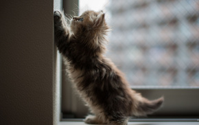 kitten, animals, window, wall