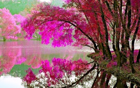 tree, nature, pond, reflection