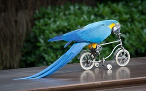 animals, bicycle