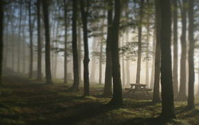 trees, nature, table, mist, forest