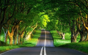 nature, road, trees