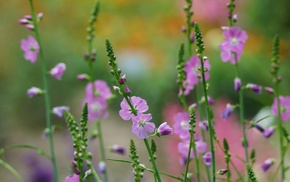 flowers, macro