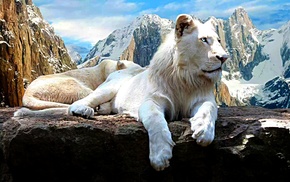 white, lion, mountain, animals