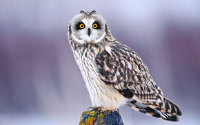 bird, eyes, animals, winter, owl