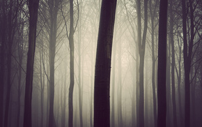 mist, nature