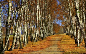 trees, autumn